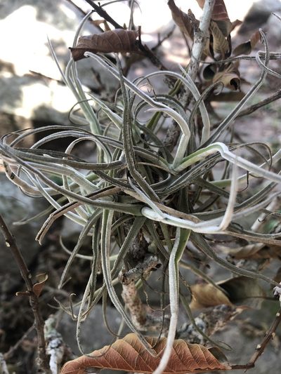 Tillandsia streptocarpa, photographed by Andy Jordan