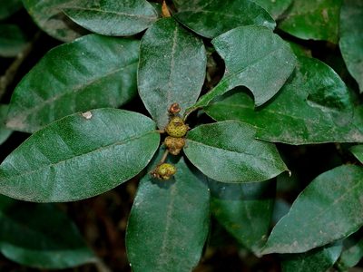 Croton cascarilloides, photographed by Jacy Chen