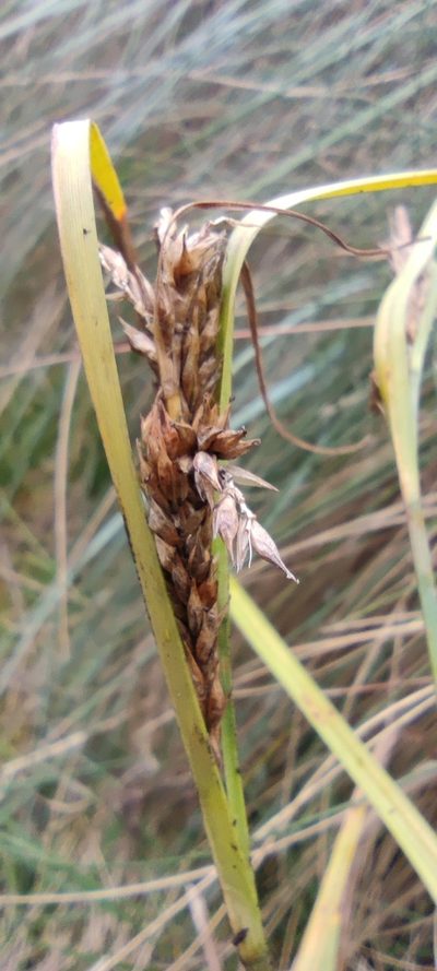 Carex tamana, photographed by Santiago Martín-Bravo