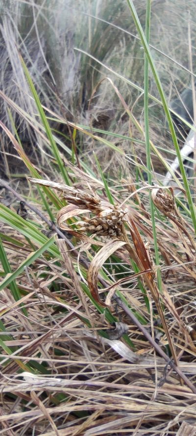 Carex tamana, photographed by Santiago Martín-Bravo