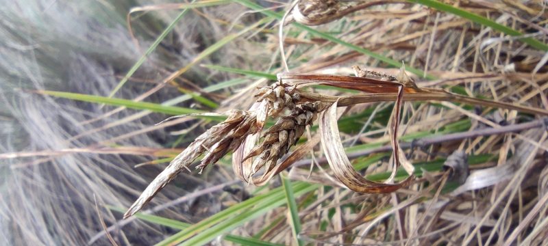 Carex tamana, photographed by Santiago Martín-Bravo