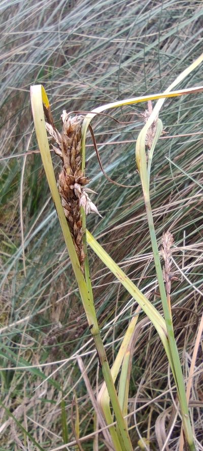 Carex tamana, photographed by Santiago Martín-Bravo