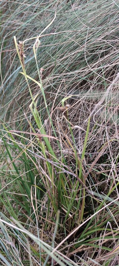 Carex tamana, photographed by Santiago Martín-Bravo