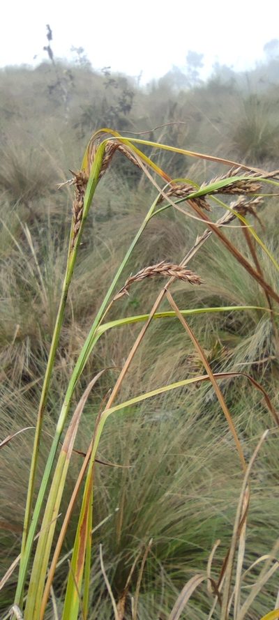 Carex tamana, photographed by Santiago Martín-Bravo