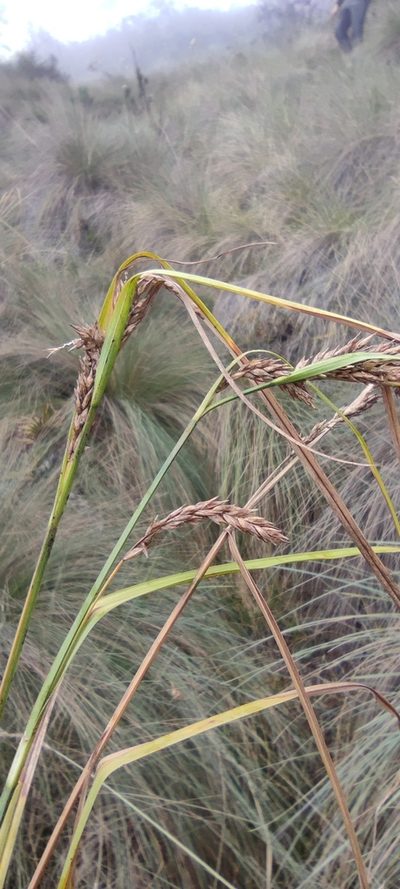 Carex tamana, photographed by Santiago Martín-Bravo