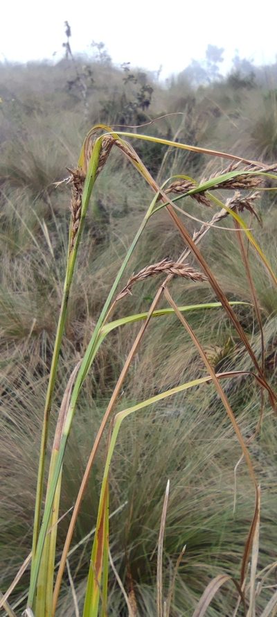 Carex tamana, photographed by Santiago Martín-Bravo