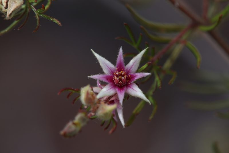 Boronia lanuginosa, photographed by Hugo Innes