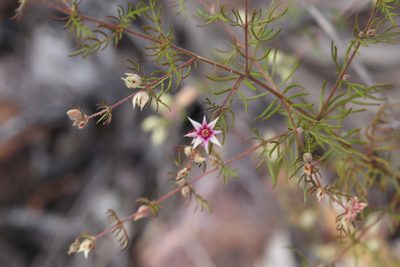 Boronia lanuginosa, photographed by Hugo Innes