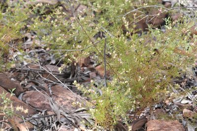 Boronia lanuginosa, photographed by Hugo Innes