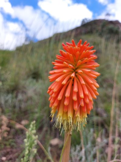Kniphofia linearifolia, photographed by Manuel R Popp