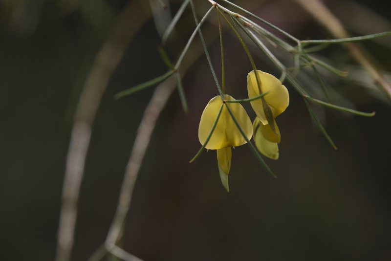 Templetonia hookeri, photographed by Hugo Innes