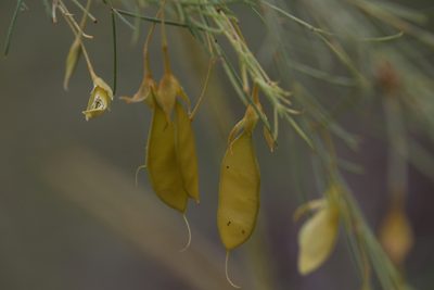 Templetonia hookeri, photographed by Hugo Innes