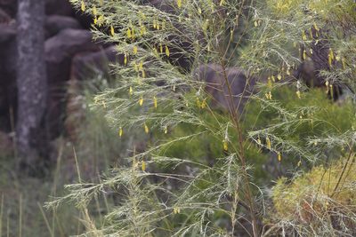 Templetonia hookeri, photographed by Hugo Innes