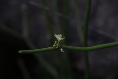 Cynanchum viminale, photographed by Hugo Innes