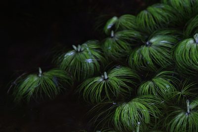 Eriocaulon setaceum, photographed by Hugo Innes