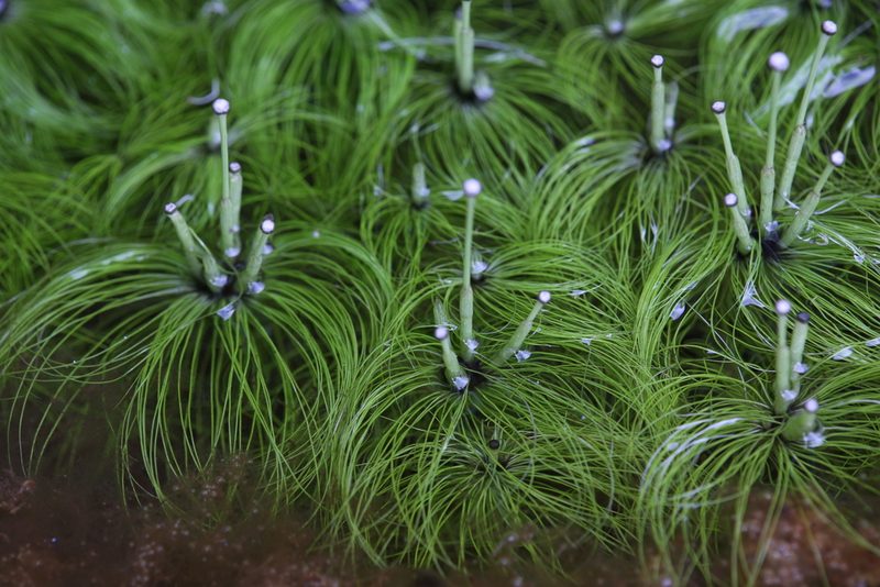 Eriocaulon setaceum, photographed by Hugo Innes