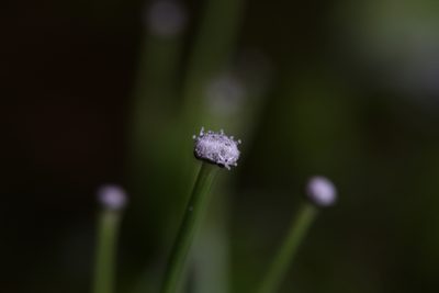 Eriocaulon setaceum, photographed by Hugo Innes