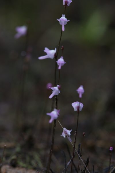 Utricularia minutissima, photographed by Hugo Innes