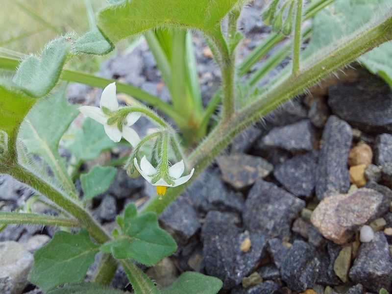 Solanum retroflexum, photographed by Manuel R Popp
