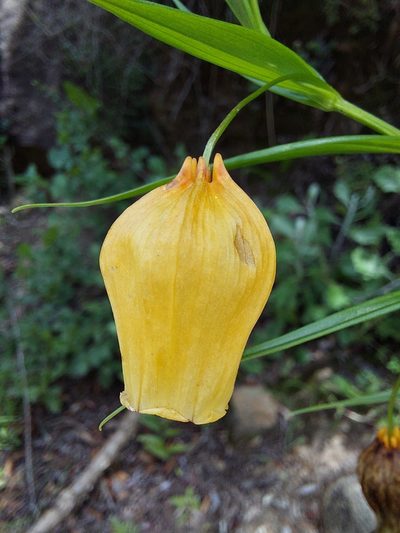 Sandersonia aurantiaca, photographed by Manuel R Popp
