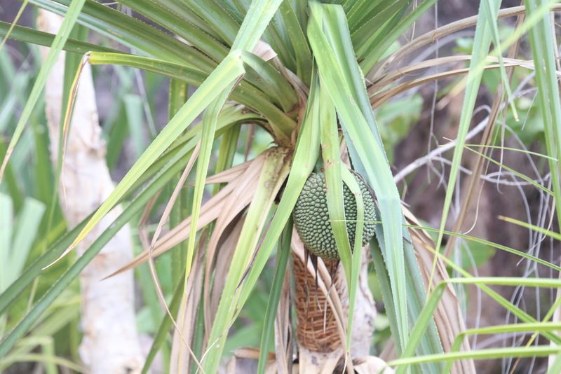 Pandanus aquaticus, photographed by Hugo Innes