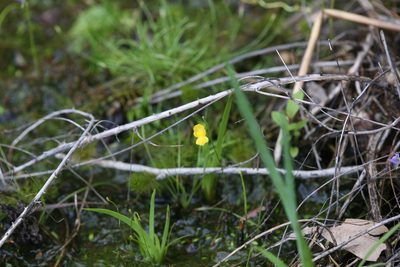 Utricularia gibba, photographed by Hugo Innes