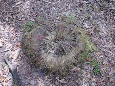 Tillandsia bartramii, photographed by Nonbinary-Naturalist