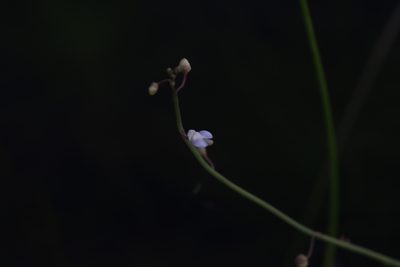 Utricularia limosa, photographed by Hugo Innes