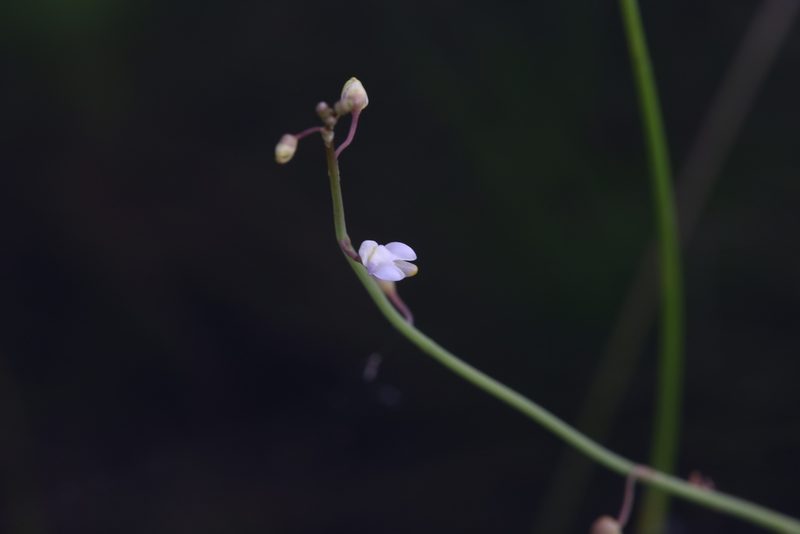 Utricularia limosa, photographed by Hugo Innes