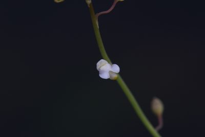 Utricularia limosa, photographed by Hugo Innes