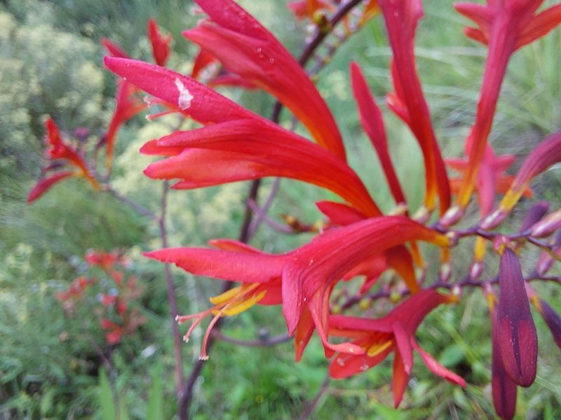 Crocosmia paniculata, photographed by Manuel R Popp