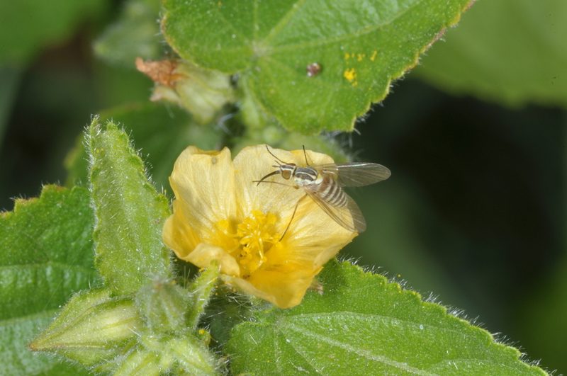 Pseudabutilon virgatum, photographed by aacocucci