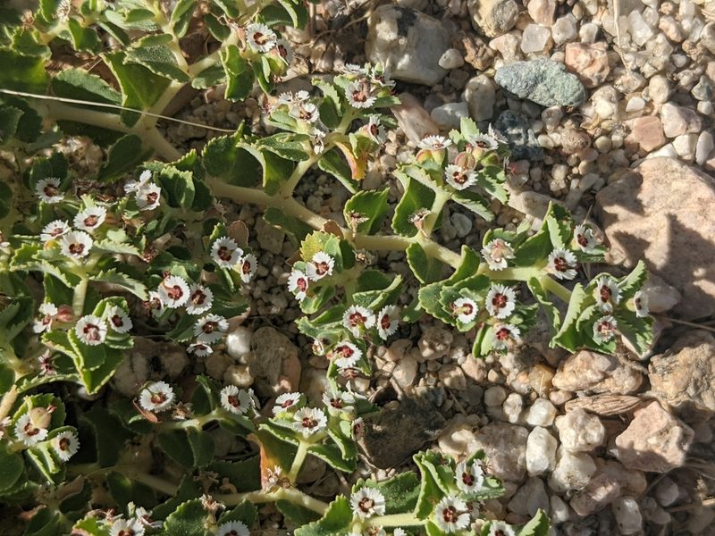 Euphorbia leucophylla, photographed by Zoltán Stekkelpak