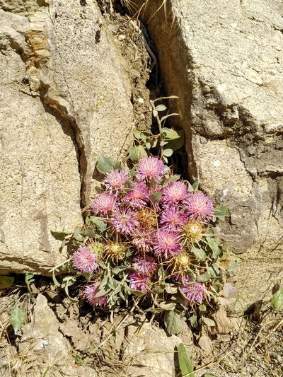 Centaurea urvillei, photographed by Ирина Хохрякова