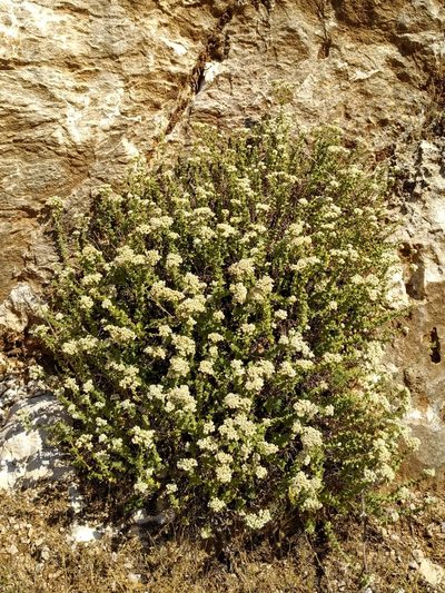 Origanum onites, photographed by Ирина Хохрякова