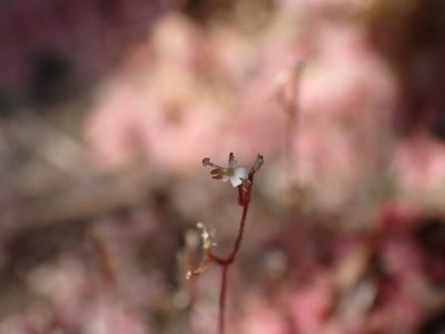 Stylidium uliginosum, photographed by luluchouette