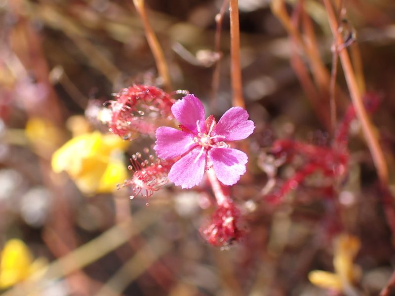 Drosera indica, photographed by luluchouette