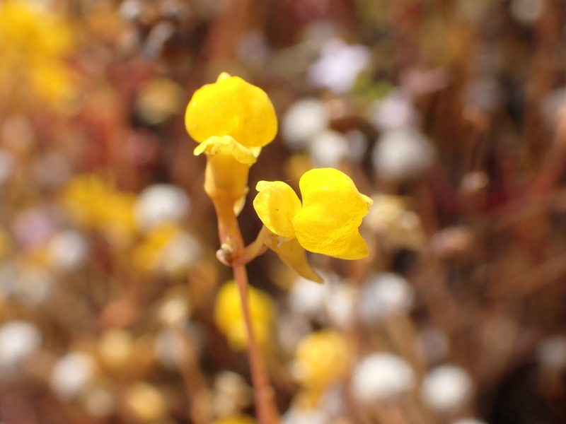 Utricularia odorata, photographed by luluchouette