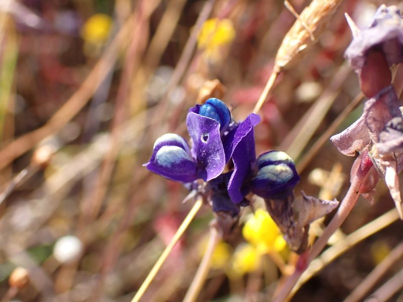 Utricularia delphinioides, photographed by luluchouette