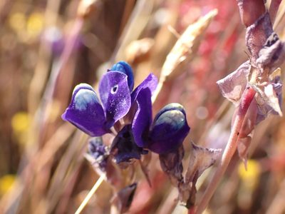 Utricularia delphinioides, photographed by luluchouette