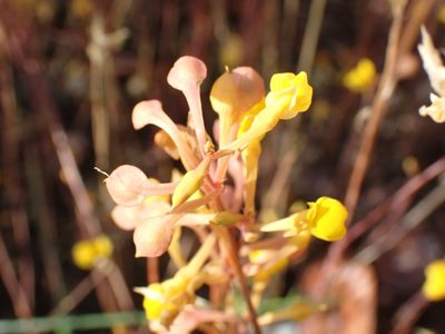 Utricularia odorata, photographed by luluchouette