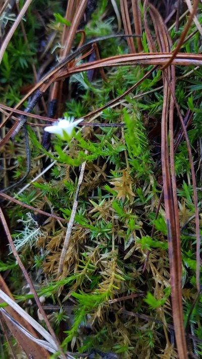 Arenaria lycopodioides, photographed by Eugenio Padilla