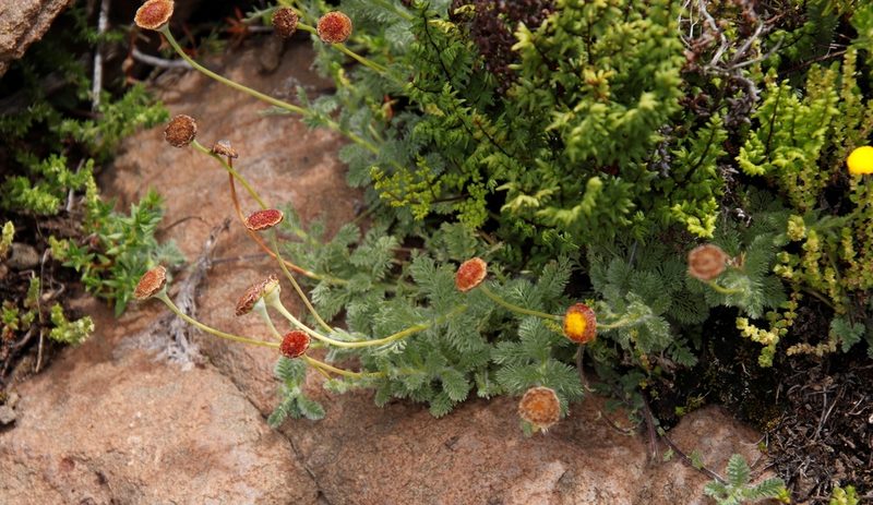Cotula socialis, photographed by Tony Rebelo