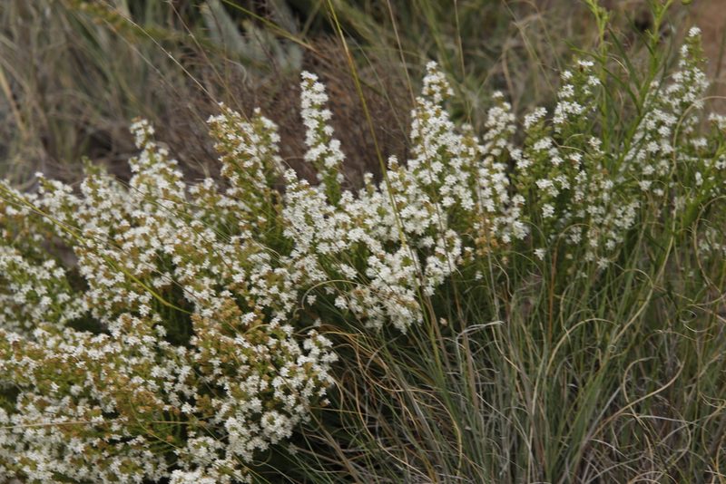 Selago saxatilis, photographed by Tony Rebelo