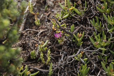 Delosperma nelii, photographed by Tony Rebelo