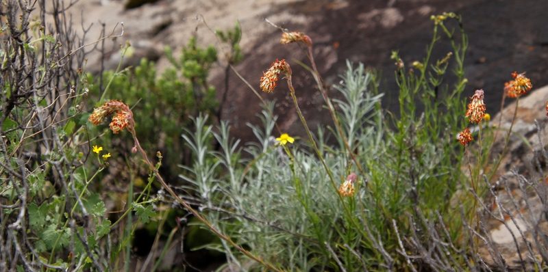Glumicalyx nutans, photographed by Tony Rebelo