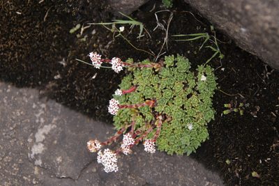 Crassula setulosa, photographed by Tony Rebelo