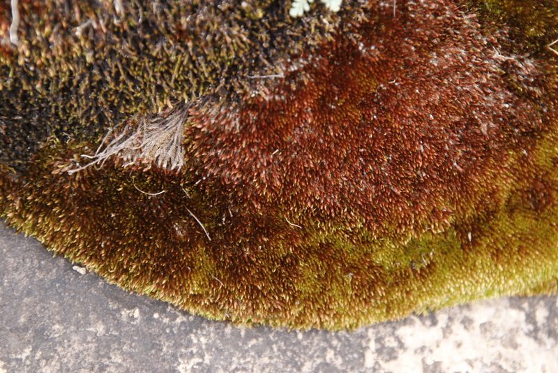 Imbribryum alpinum, photographed by Tony Rebelo