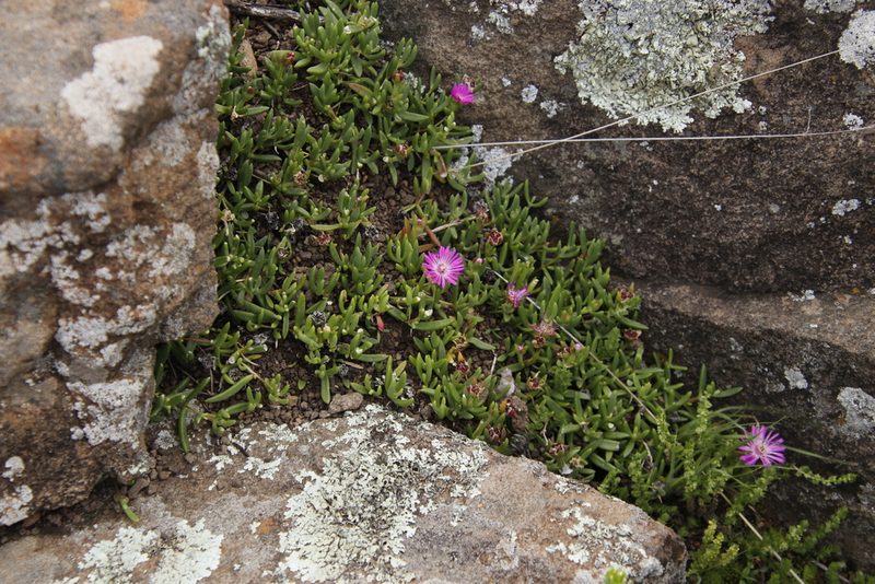 Delosperma lavisiae, photographed by Tony Rebelo