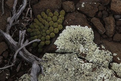 Euphorbia clavarioides, photographed by Tony Rebelo